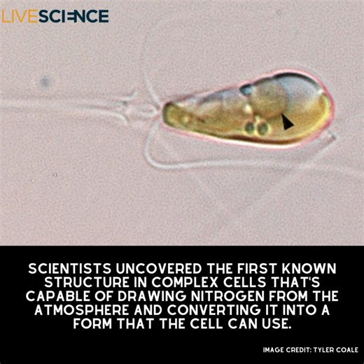 4.1K views · 66 reactions | Researchers think a microbe that was engulfed by an algal cell 100 million years ago has since evolved into an integral part of the cell's machinery. Learn more  https://trib.al/Of26JM2 | LiveScience | Facebook