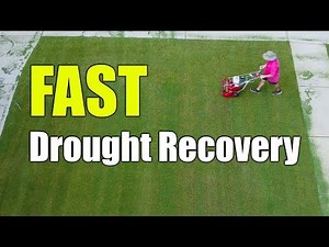 Lawn Drought Recovery