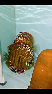 270 reactions · 18 comments | Sams Discus India  #samsdiscus #discusfish #discus #fish #aquarium #ornamentalfish #sams #samstropicalfishworld #aquanutrition | Sanjay Khandagale | Facebook