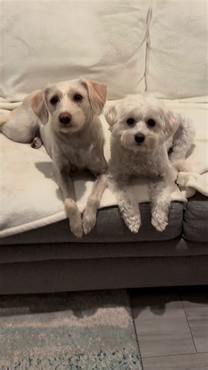 #happynewyear #love #dogsoftiktok #fyp #schnoodle