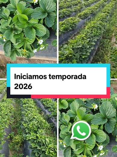 Semillas de Fresa para Cosechas 2026 en Guatemala