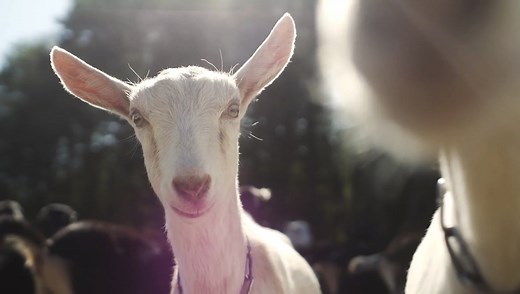 The Origins of Cypress Grove Cheese | All About Us