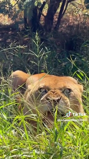 Amazing Sounds of Nature and Wildlife