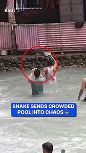 Everyone scrambled to get out the pool... | Daily Mail Animals