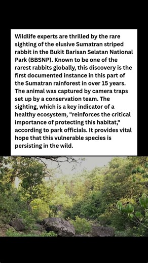 RAREST Rabbit In The World Just Spotted! 🤯 Experts Are FREAKING OUT #wildlife #facts #shorts