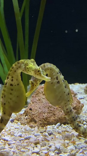 The Toledo Zoo on TikTok