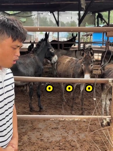 animals sounds prank Compilation 🤣😲 #dogsoftiktokviral #funnyanimals #prankwithdogs #dogs #animetiktok