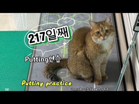 🐈 퍼팅 217일째 로즈킴의 실내 퍼팅 연습 Live 꾸준한 반복연습 steady repetitive practice