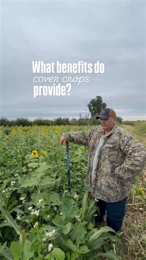 Today we’re busting myths about #covercrops 🌻 What benefits do cover crops provide? Why have I heard they “take a lot of water” and don’t work in Kansas or dry areas? 🍃 Cover crops can be one of the most powerful tools to improve soil function, when managed right. They protect bare soil, recycle nutrients, build organic matter, and improve infiltration and water-holding capacity over time. Here are some of the main agronomic benefits: 1. Erosion control: Keeping a living root reduces wind and 