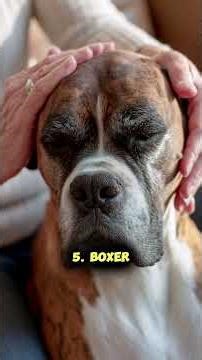 Top 10 Service Dog Breeds That Can Save Lives #shorts