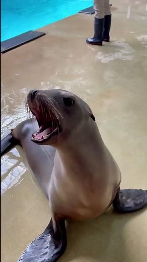 California Sea Lion Vocals