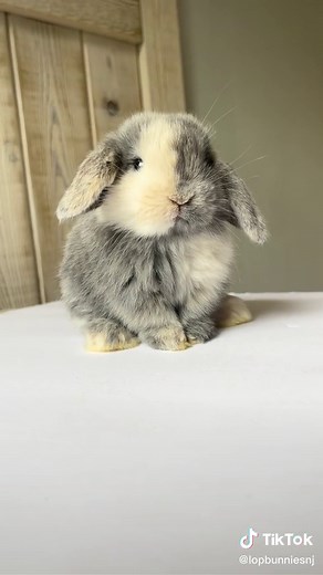 NYCBUNNIES on TikTok