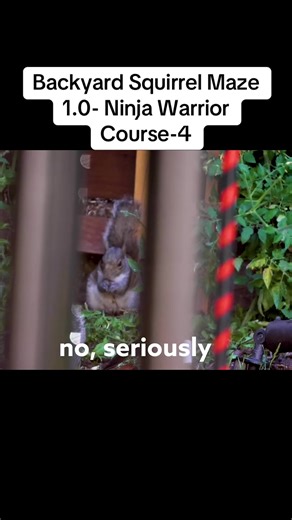 Backyard Squirrel Maze: Ninja Warrior Challenge 1.0
