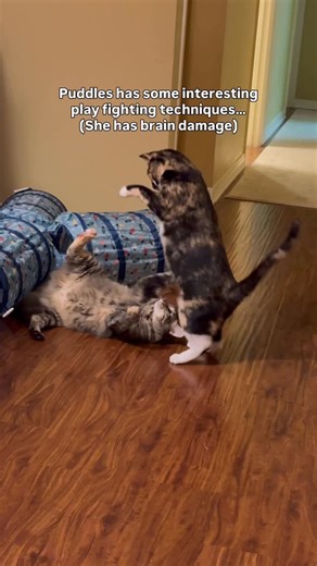 Puddles of Radioactive Slime🧪 on Instagram: "Puddles’ go to moves are either stare in the most unsettling and unintentionally intimidating way possible or just stand awkwardly.😭 #specialneedscats #tbi #braininjury #fyp #puddlesthecat"