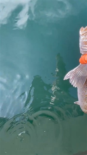 Lingcod Fish #oceanlife #seacreatures #fishing #fish #friendliestcatch | Mattrockhold