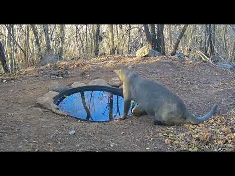 Meet Jaguarundi: The little wildcat that looks like an otter and has 13 ways of 'talking'