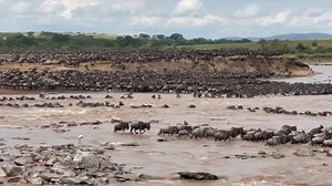 1.3K views · 5.3K reactions | SERENGETI SHALL NEVER DIE At Nice...