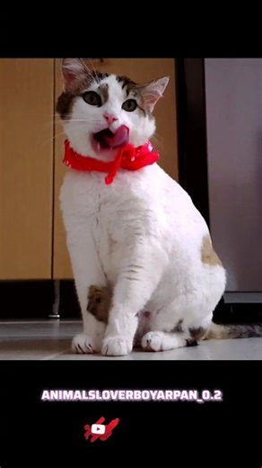 Angry Kitten😡#shorts #kitten #youtubeshorts