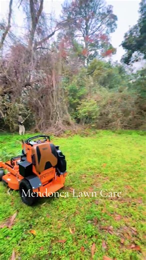 Transform Your Yard with Expert Cleanup in Tallahassee