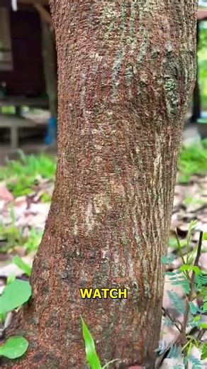 176K views · 225 reactions | Transforming Trees A Wood Carving Journey. #WoodCarving #NatureArt #TreeTransformation #CreativeCrafts #ArtisanSkills | Jogi Jokes | Facebook