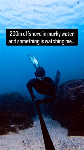 Carpet Shark Attack, Gold Goast