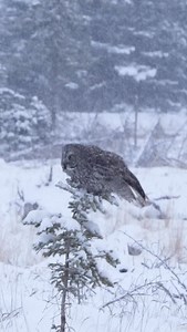 1.3K views · 12K reactions | Great Grey Owl hunting in the snow | Ken Anderson Photography | Facebook