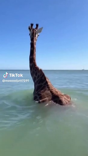 Giraffe Takes a Dive: Unseen Ocean Adventure