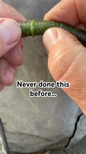FIX a Ripped Senko Worm Back Together By Melting #fishing #bassfishing #trick #howto #beginner #tips