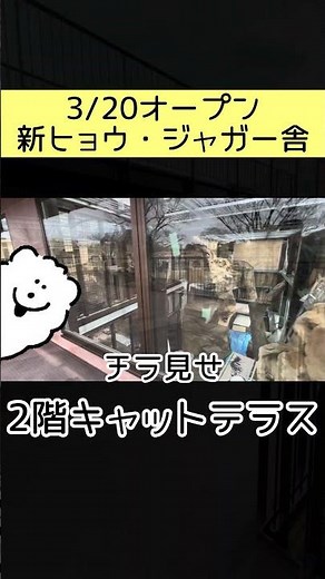 【3/20ヒョウ・ジャガー舎リニューアルオープン🐆】2階キャットテラスをチラ見せ！#東武動物公園 #動物園 #zoo #ヒョウジャガー舎リニューアル#アムールヒョウ#ジャガー#3月20日OPEN
