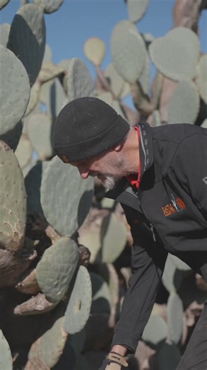 A lot of people ask us about how to treat rot, here is a great off the cuff chat with Dad about it. I think it’s interesting to hear him relate it back to how these plants would grow naturally in a desert environment. How do you treat rot in cacti? I’m sure different things work in different climates. 😊🌵 | Cactus Country
