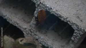 A large red cockroach crawling and scavenging for food on a cinder block in an insect zoo exhibit.