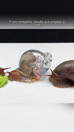 #aicartoon #skrek #ainimation #fyp #snail