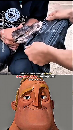 How Dangerous Pythons can Actually be! #shorts #youtubeshorts #science #fyp #nature