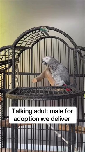 *Welcome to our Parrot talking friends 🐾* Adult African Grey Parrot for adoption If this is your first time looking for a furry companion talking friend don’t worry, we’ve got you covered! Our parrots are not only adorable but also raised with love and care. Parrots are healthy 100% Vaccinated , dewormed, vet check and comes with all paperwork. We're here to guide you every step of the way from choosing the right talking friend to settling them into your home. Feel free to ask questions we're e