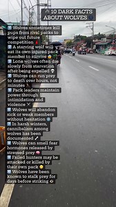 Wolves are often portrayed as noble, loyal, and family oriented, but the reality is far darker. Life in the wild is unforgiving, and wolves are shaped by constant pressure to survive. Their intelligence and social structure are powerful tools, but those same traits can turn brutal when resources are scarce. Pack life is not about kindness. It is about efficiency. Weakness can threaten the entire group, which is why injured, sick, or unsuccessful wolves are frequently abandoned or killed. Hierarc