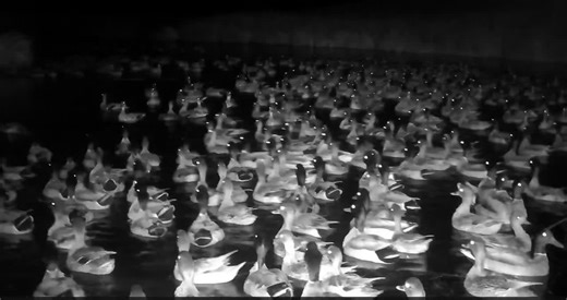 Who can name the species by sound in the video? #knowyourwaterfowl #ducks #findthex #gotducks #afwoutdoors #frozeupyet #afwlifestyle #afwaterfowl #americanflywaywaterfowl #fyp