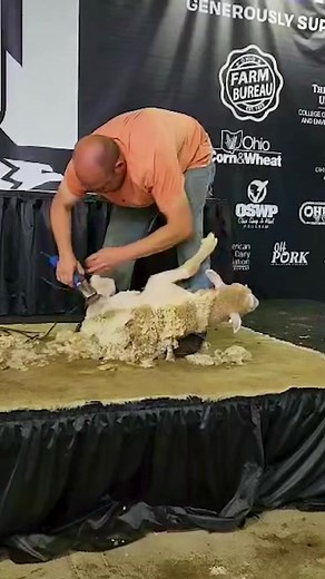 4.2K views · 88 reactions | Visit the Land & Living exhibit at the Ohio State Fair this morning for a live sheep shearing demonstration. #ohiostatefair #sheep #farmlife | Ohio Farm Bureau | Facebook