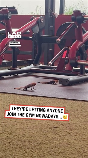 Just two lizards doing push-ups in the gym 😅 #lizards #gym #reptiles | LADbible