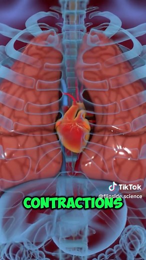 Human Batteries The Secret Energy in Your Cells Discover how the human body generates and uses electricity. Learn about electrolytes, action potentials, and the vital role of electrical signals in our daily functions! #BodyElectricity #HumanBody #ScienceFacts #Electrolytes #ActionPotentials #BrainPower #HeartFunction #Neuroscience #Biology #HealthScience #energy