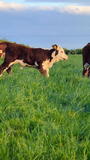 1M views · 46K reactions | ✨癩 Here they come! 癩✨ Flashback to when we turned the cows and calves out in the spring. It's not quite so green and fresh out in the paddocks now! ️️ We are working hard to get the sheds ready this week to bring the herd in for winter, so look out for the cows playing in straw videos coming your way soon  #cows #calf #cute #farming #animals | Elwess Herefords | Facebook