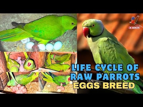 Raw Parrots Breeding Life Cycle | Alexandrine Parrots Eggs | Complete Guide