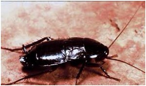 Woman Found With Cockroaches Crawling, Maggots Wriggling All Over Her Body
