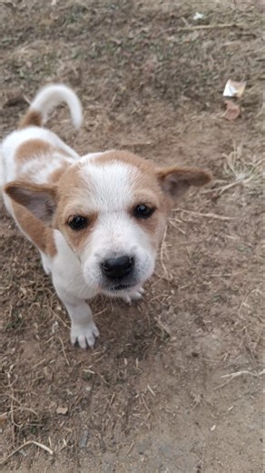 World's Cute Puppy Moments! 🐾#cutepuppy #dogs 🐶