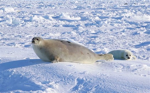 小海豹！和麻麻一起散步！