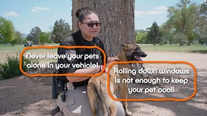 1.1K views · 12 reactions | Albuquerque Animal Welfare on Reels | Facebook