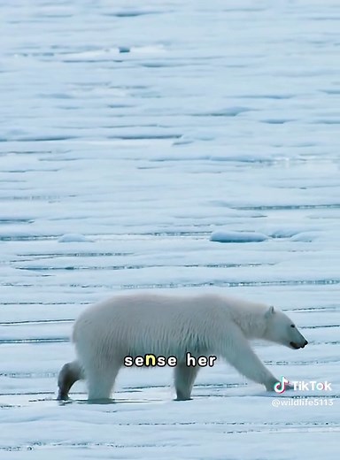 Polar Bear Mother's Survival Quest for Cubs