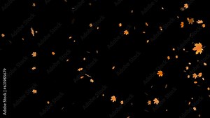 Fall autumn. Falling autumn maple leaves animation. Element footage on black background.Fall loop Animation .Easy to use and change color.This work have alpha channel. Stock Video