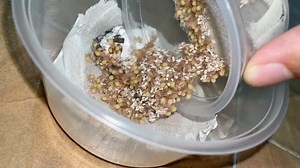 UNBOXING BABY TARANTULAS FROM THE EGGSAC!? SO MANY BABIES!!! 😱2/3 #tarantulas #tarantula #exoticslair | Exotics Lair