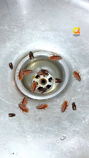 1.3M views · 2.6K reactions | Cockroach Killer insecticide At Home  #insecticide #tipsandtricks | Artkala Angan | Facebook