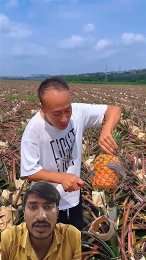 अनानास की बहुत बड़ी खेती #trending #fruit #viral #viralvideo 🙏👍💯🍍🍍🍍🍍